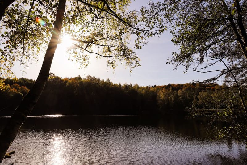 Dog-Friendly Forest of Dean: 2026 Guide
