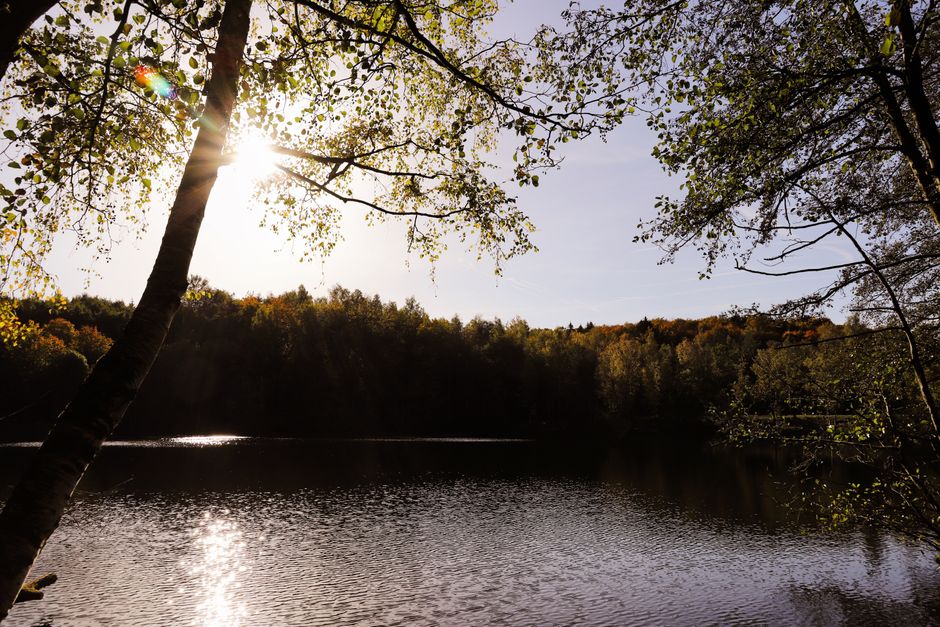 Dog-Friendly Forest of Dean: 2026 Guide