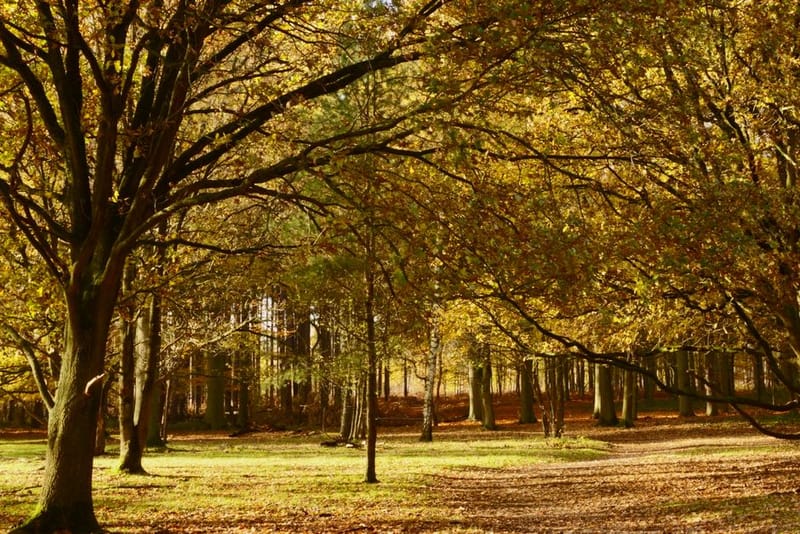 Dog-Friendly Essex: Walks, Beaches & Days Out