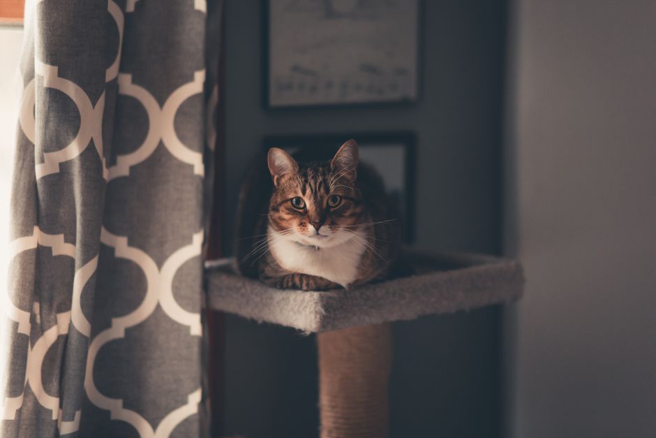 Yaheetech 158cm Cat Tree