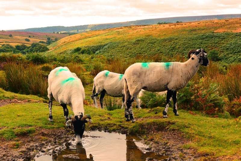 Top 10 Pet-Friendly Hotels Yorkshire Dales 2026
